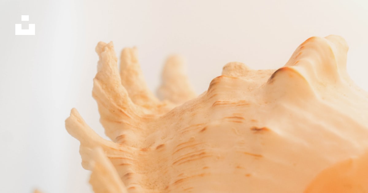 Beige shell photo – Free Brown Image on Unsplash
