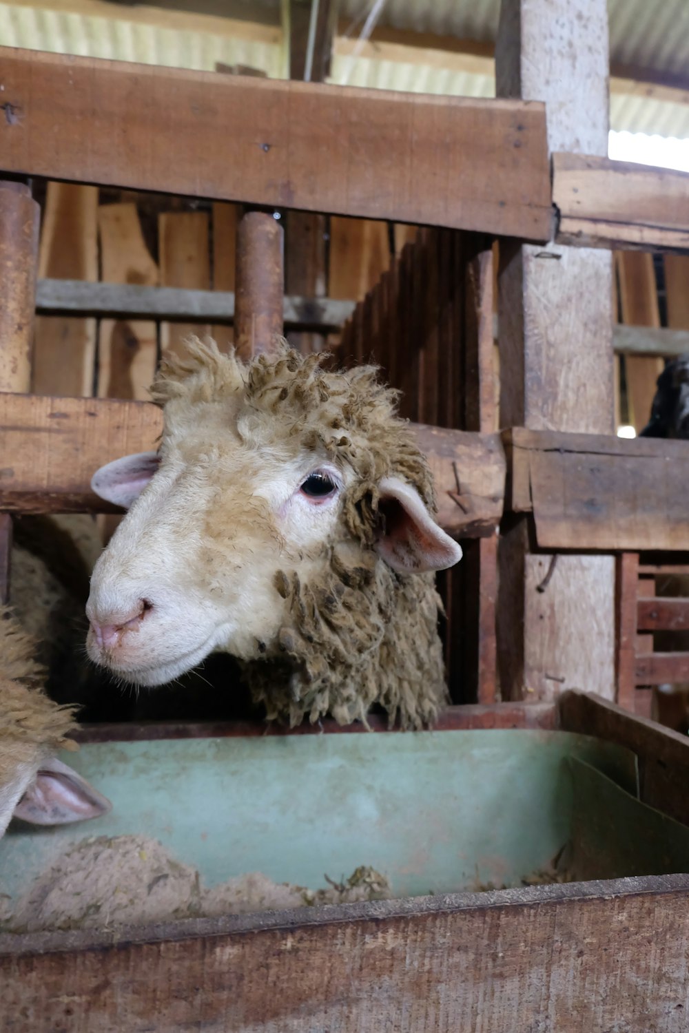 brown sheep in cage