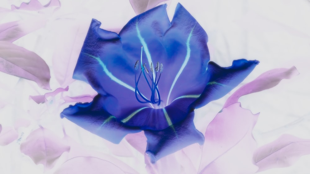 blue petaled flower close-up photography