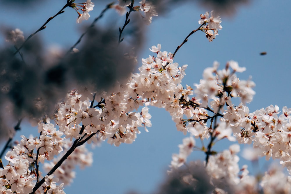 white-petaled flower