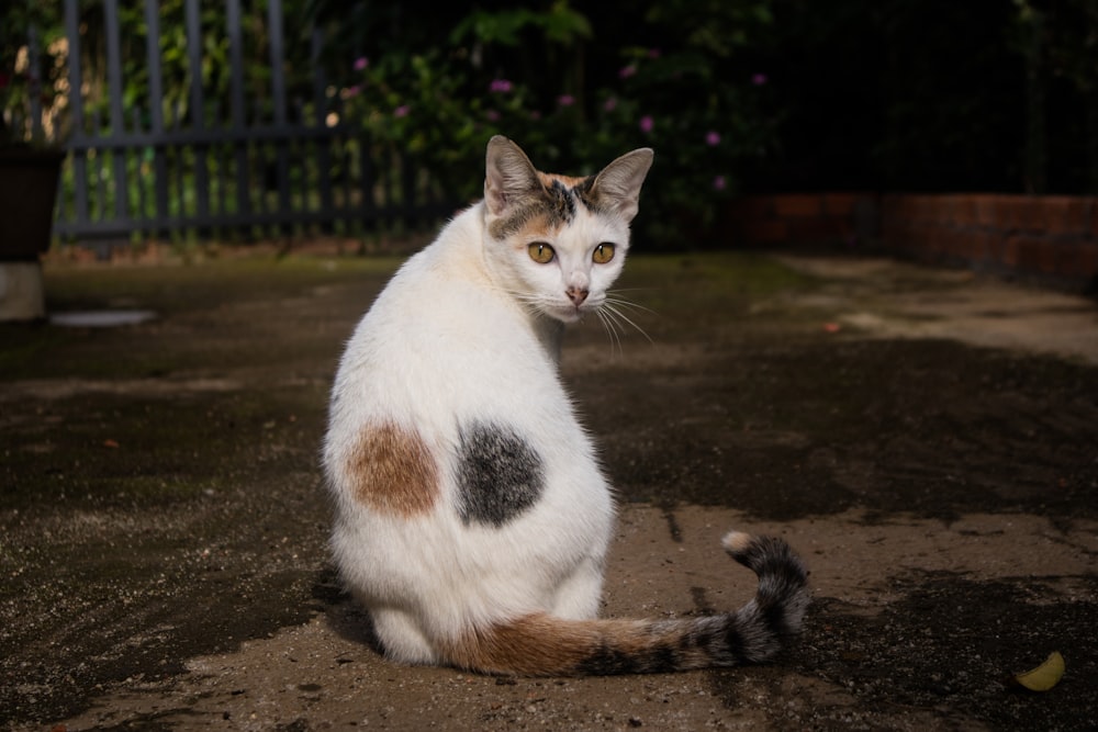 Photographie en gros plan de chat blanc et brun à fourrure courte