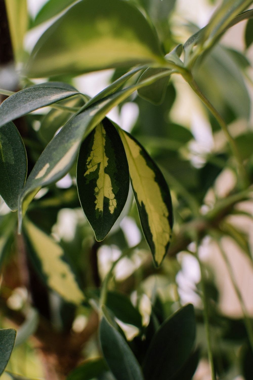 green and yellow leafed plant