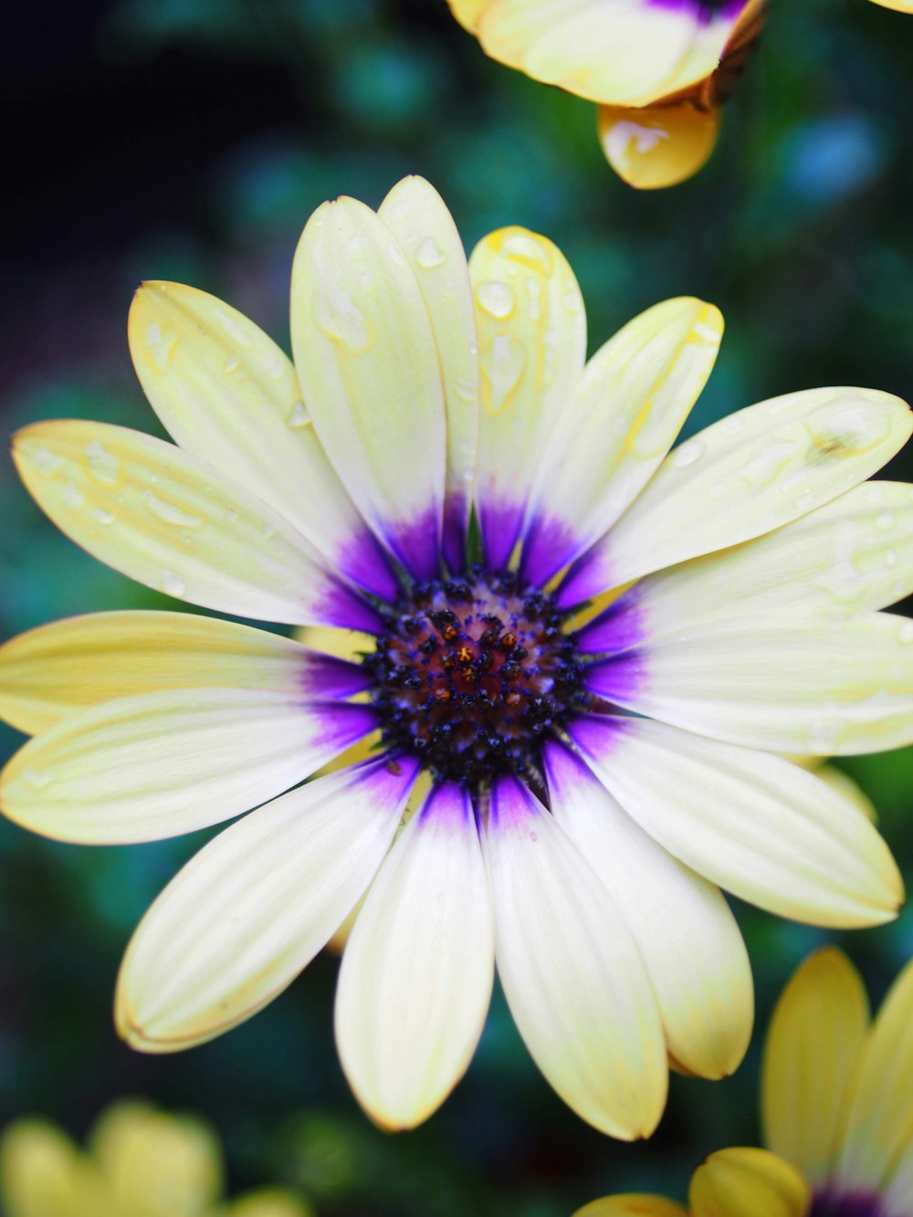 water drops on yellow and purple daisy flower