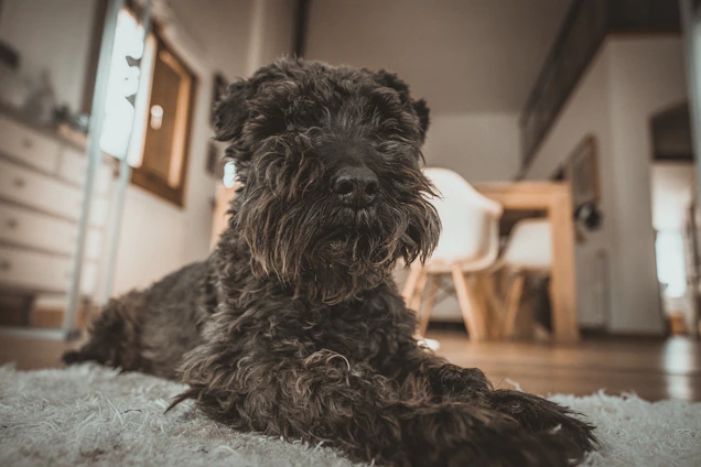 A volunteer gently comforting a rescued shaggy dog in a cozy shelter room filled with soft blankets.