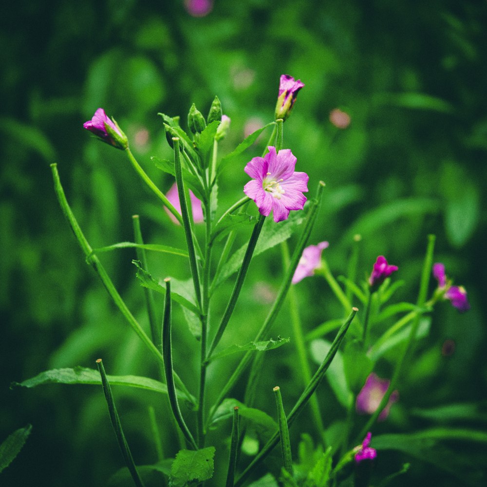 pink petaled flower bloom during daytime close-up photography