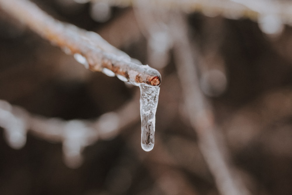 tree covered with ice selective focus photography