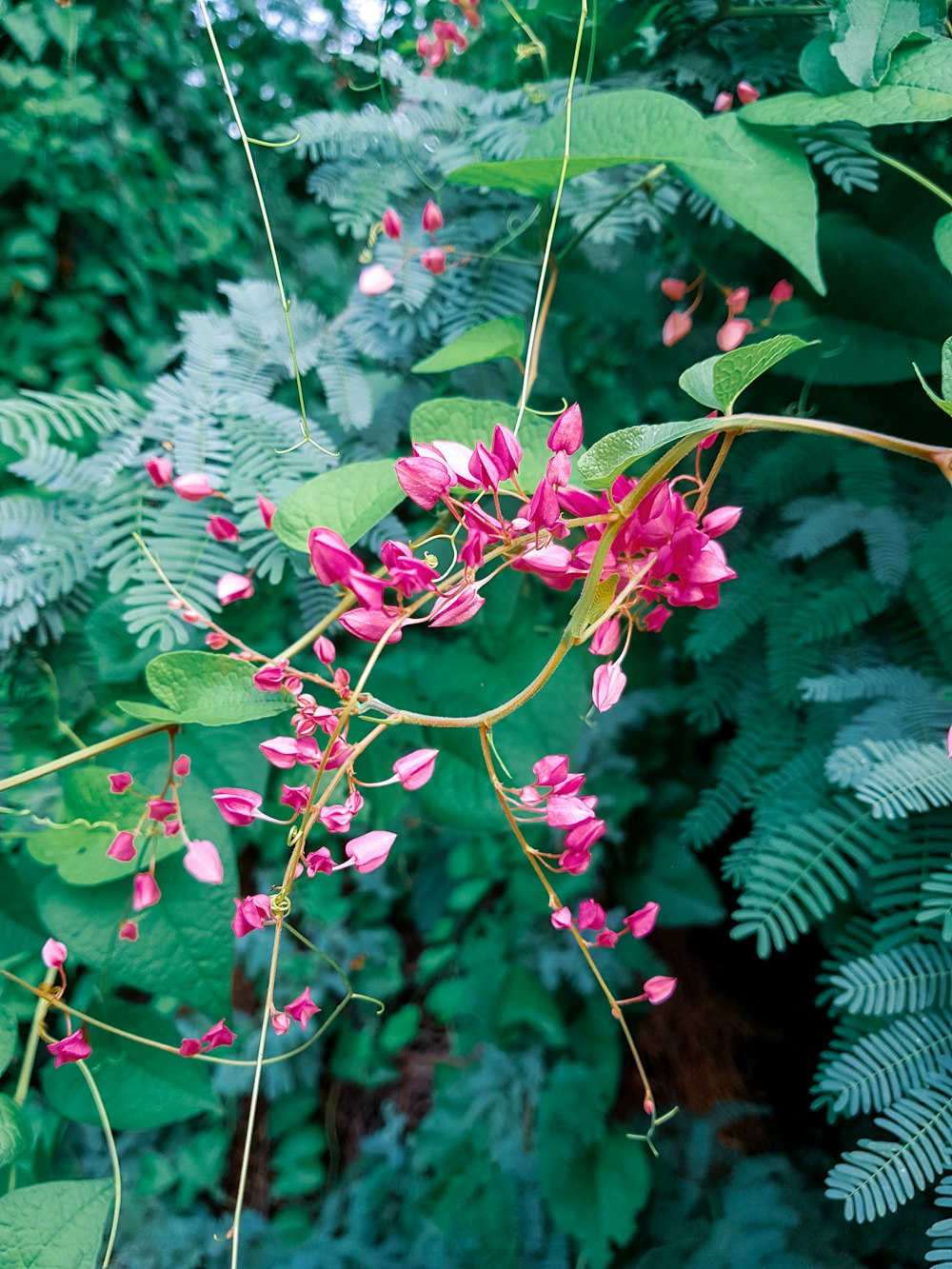 view of pink rose glauca