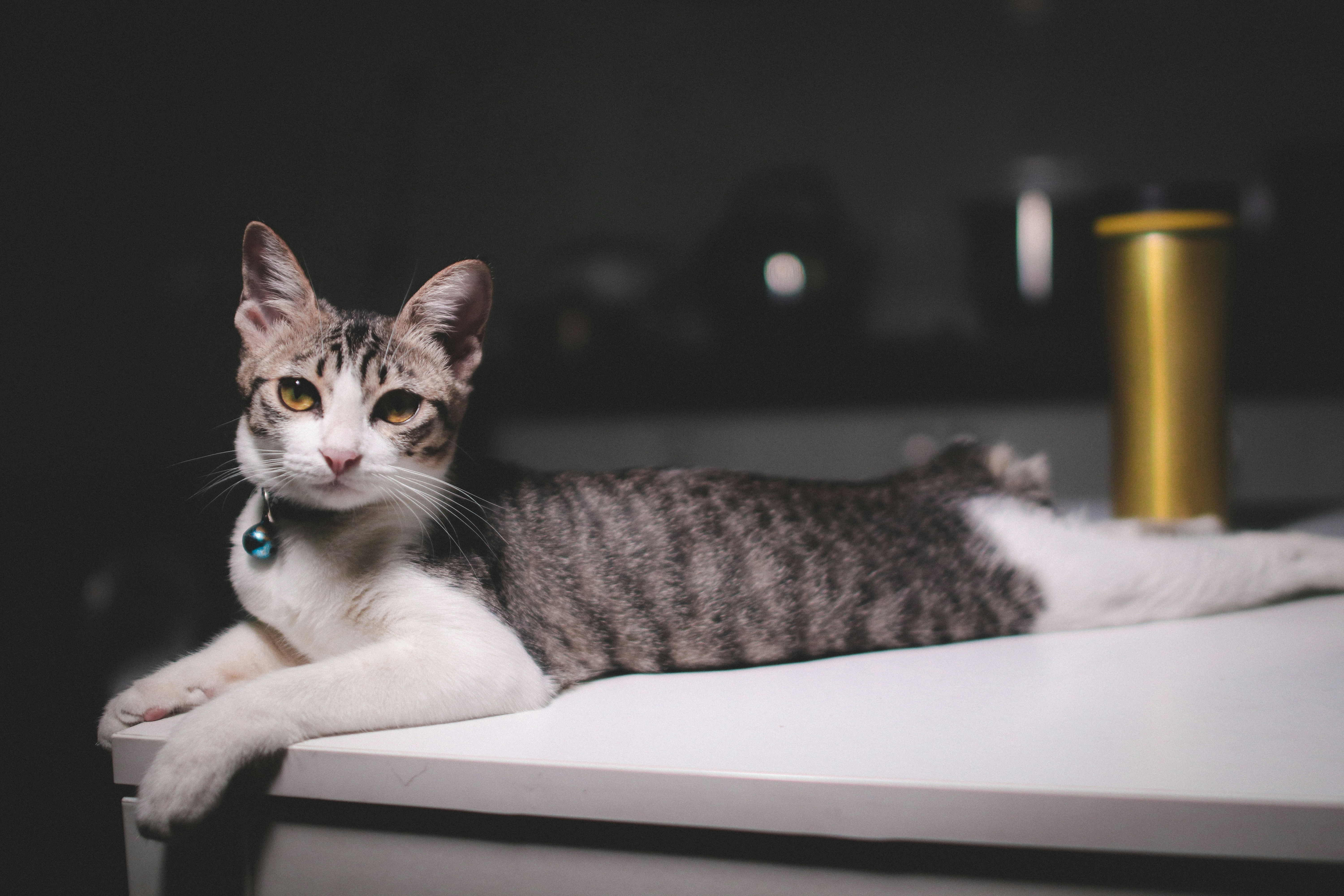 grey and white short-fur cat close-up photography