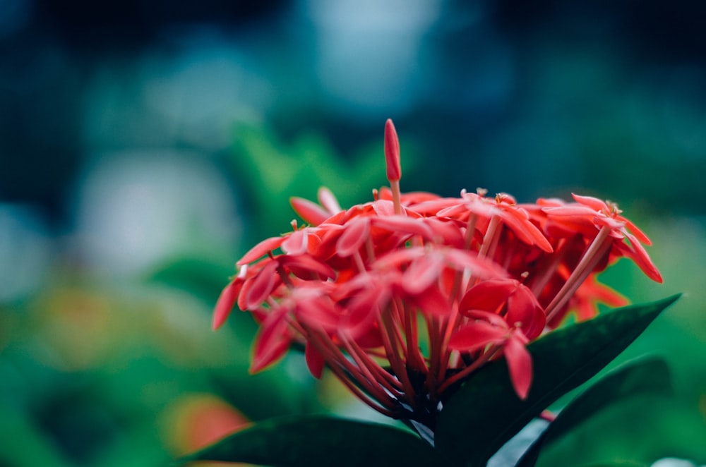 red ixora flower