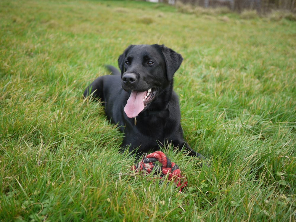 short-coated black dog