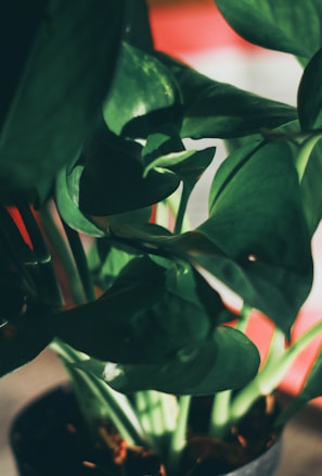 Large green leaves with prominent veins are in focus, illuminated by soft light creating a play of shadows and highlights. The background has a warm red and white gradient, adding contrast to the lush green foliage.