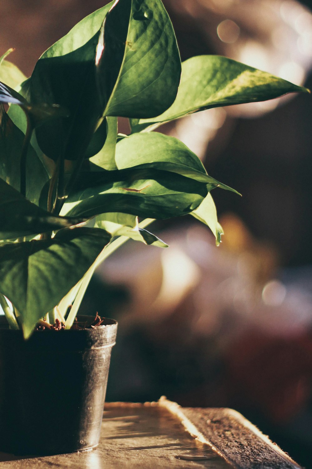 green leaf plant