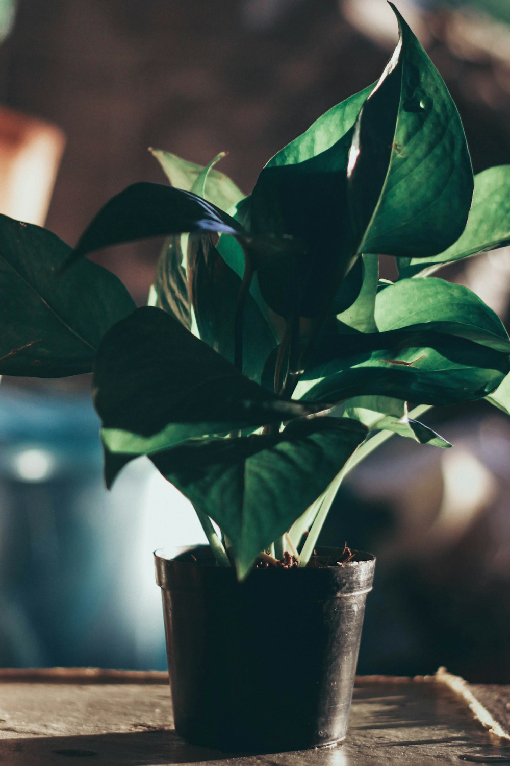 green leafed plant