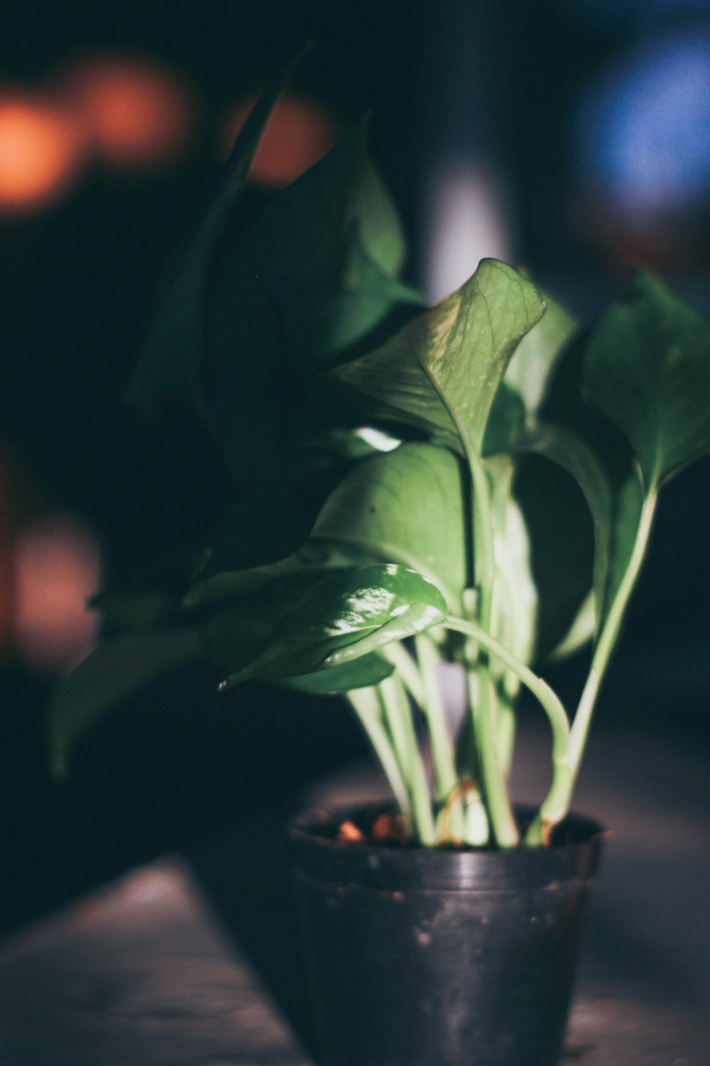 green leafed plant in black pot