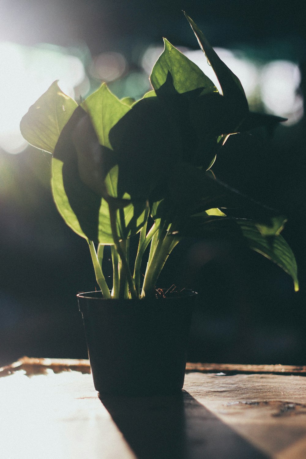 green leafed plant