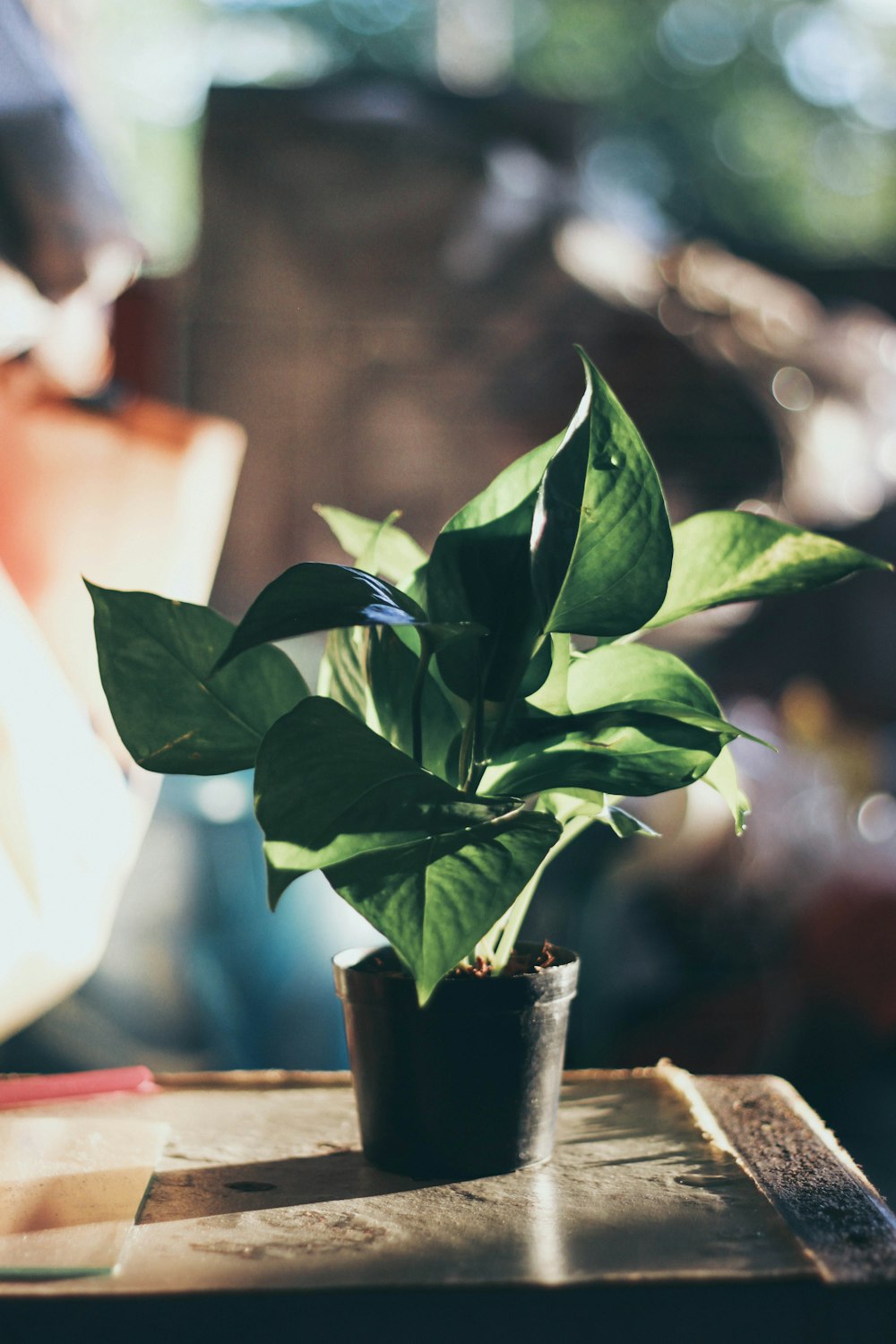 green-leafed plant in pot