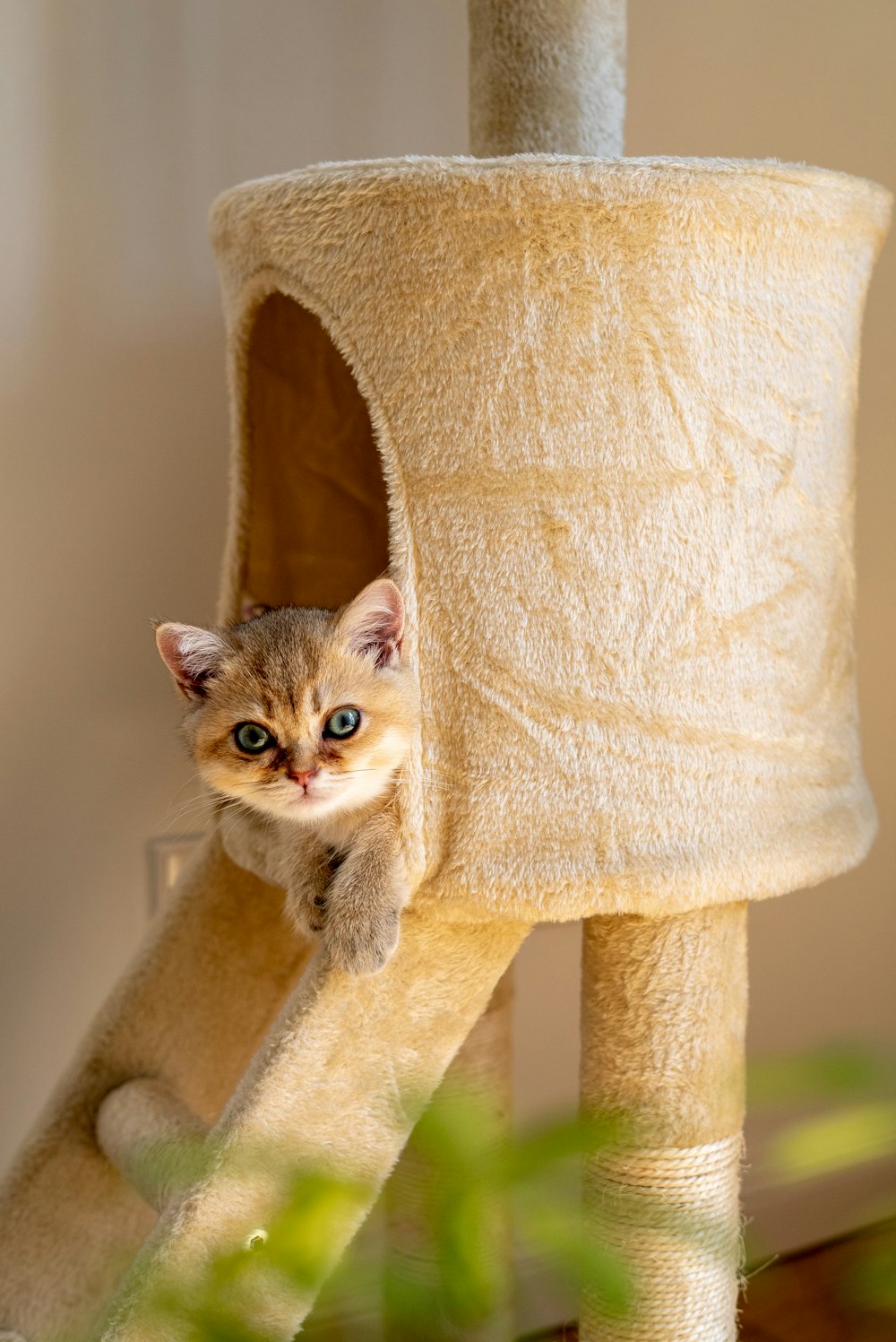 고양이 나무에 새끼 고양이