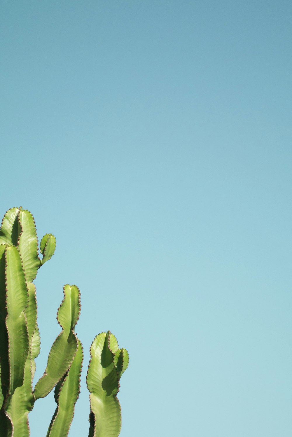 plante de cactus vert
