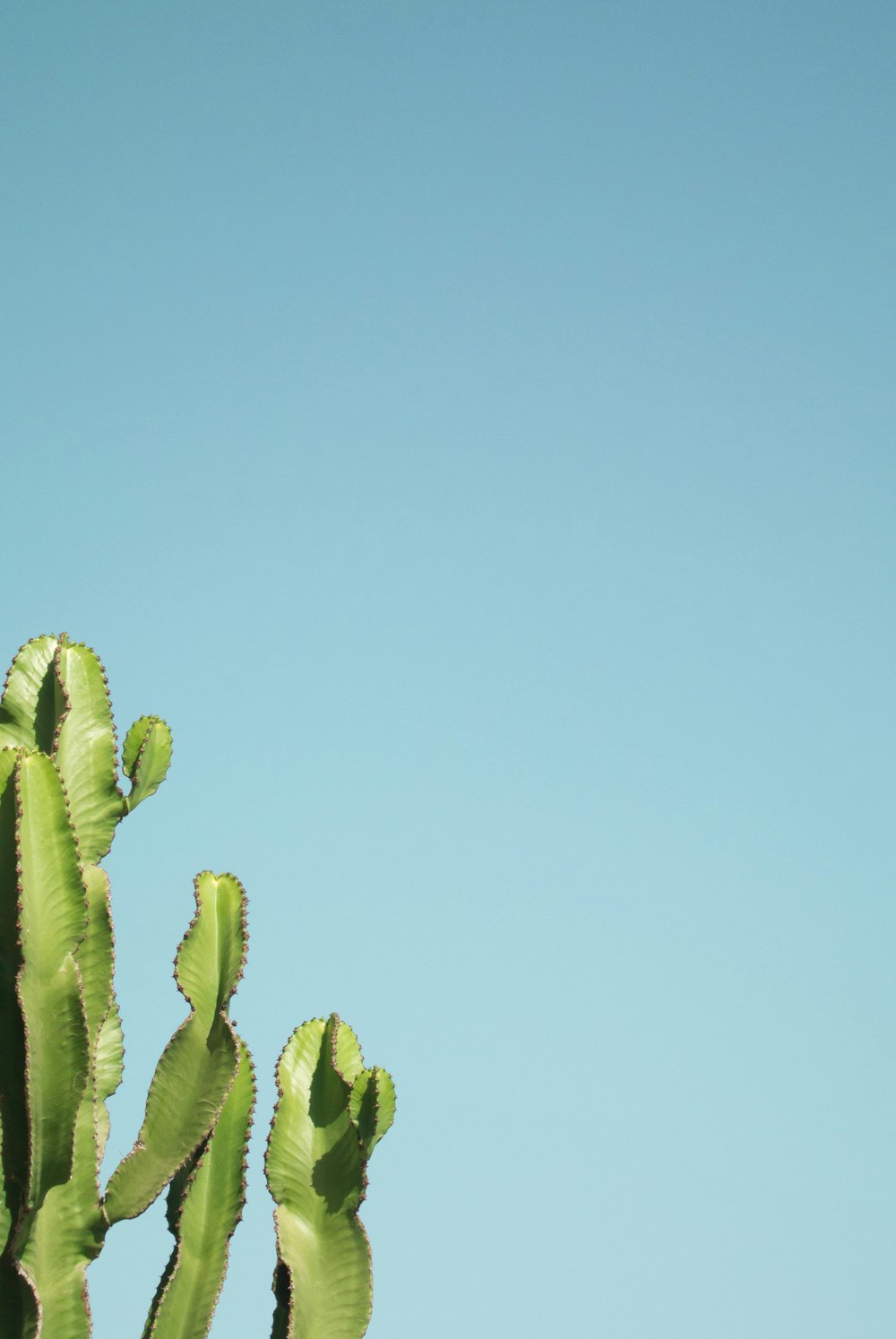 green cactus plant