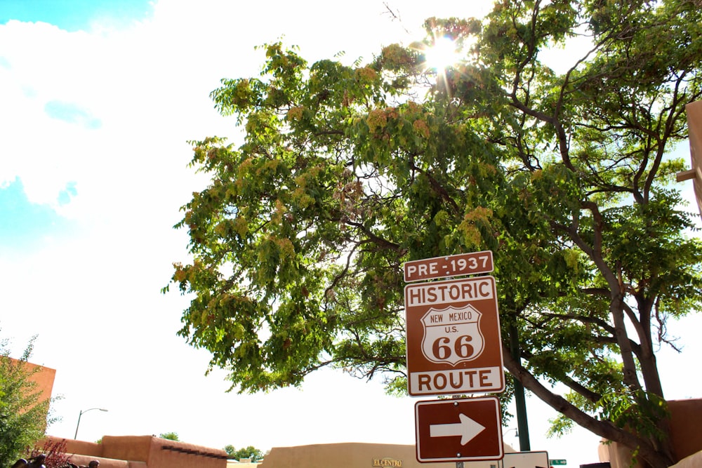 green-leafed tree under white clouds