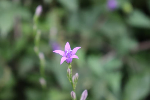 Soft purple lavender flowers framed in a perfect circle