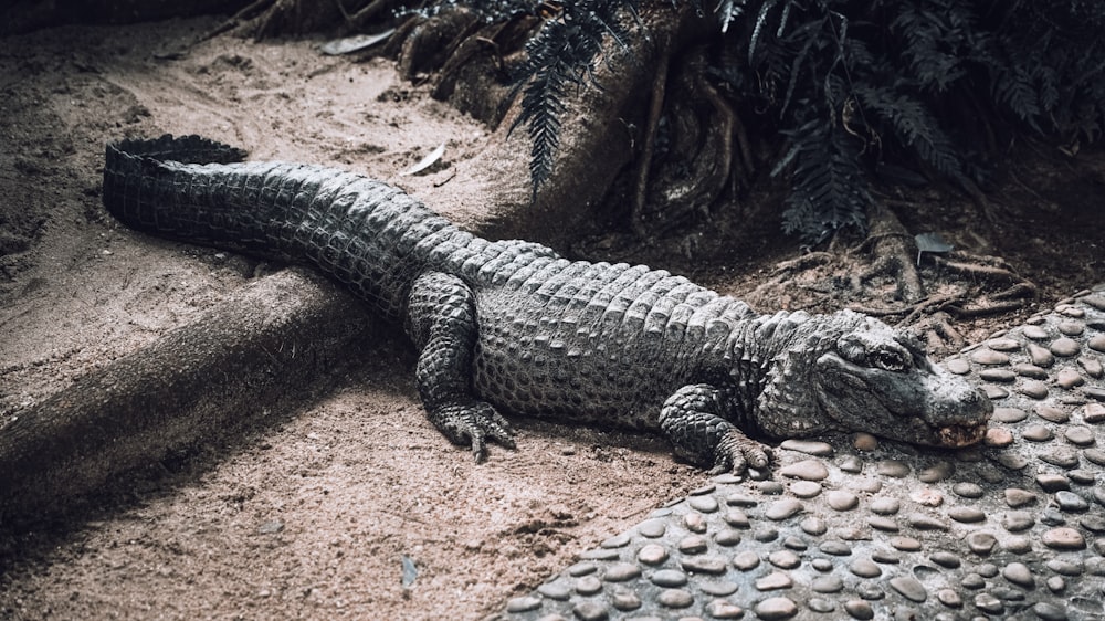 close-up of gray crocodile