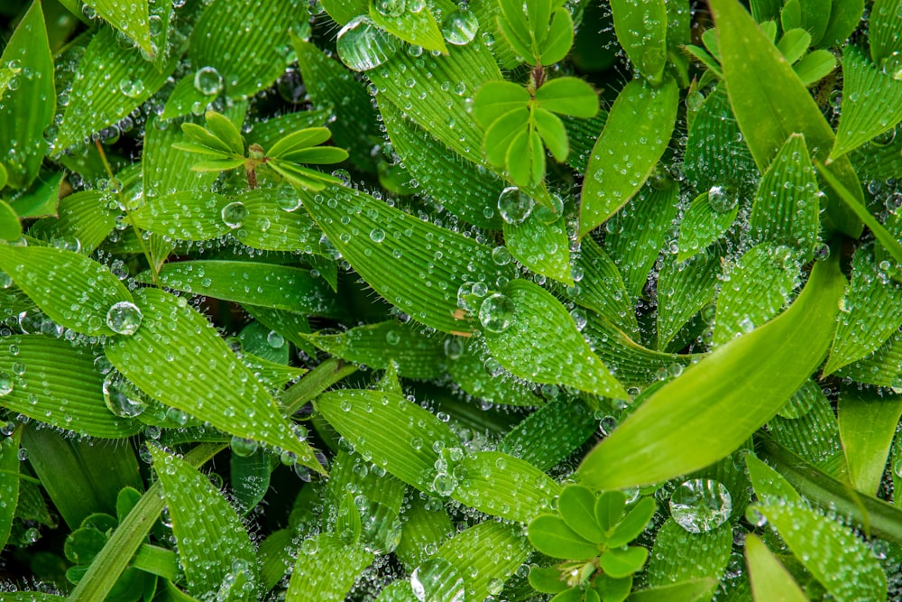 water dew on leaves