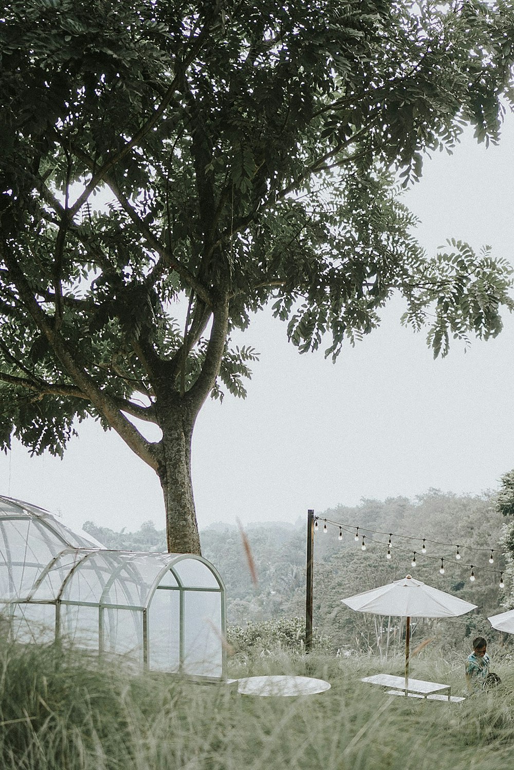 green-leafed tree during daytime