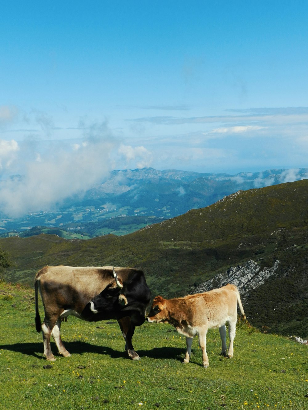 cattle with cub