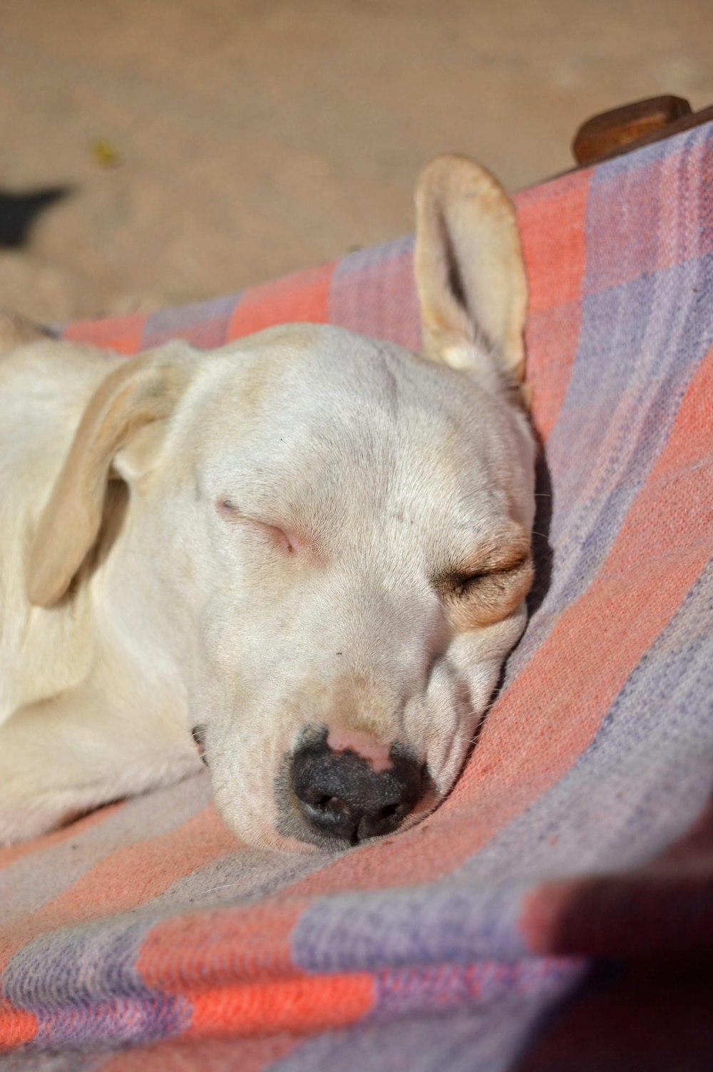 closeup photo of white short-coated sleeping dog