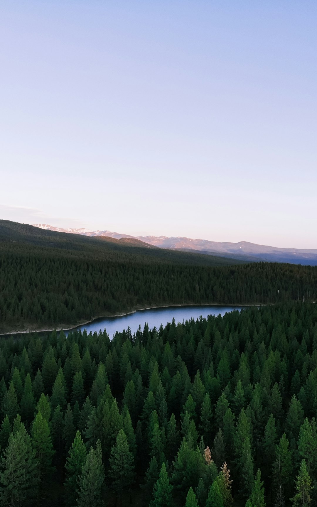 top view of green pine trees