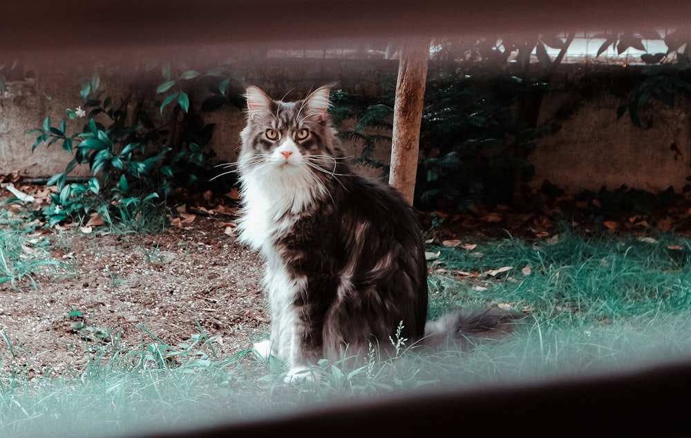 adult brown and white cat