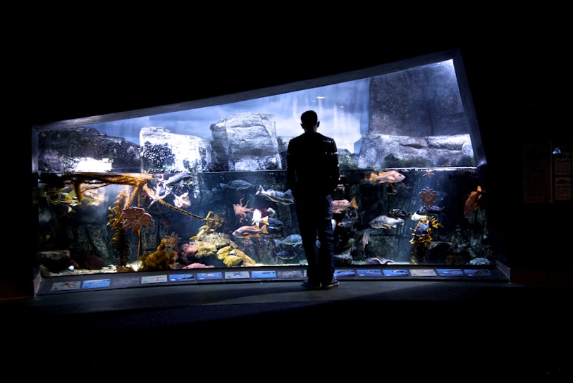 A person stands silhouetted against a large, well-lit aquarium exhibit, observing a variety of fish and underwater plants. The aquarium is filled with rocks and corals, creating a naturalistic underwater environment.