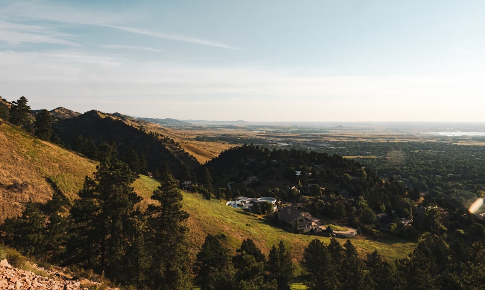 trees in hill during daytime