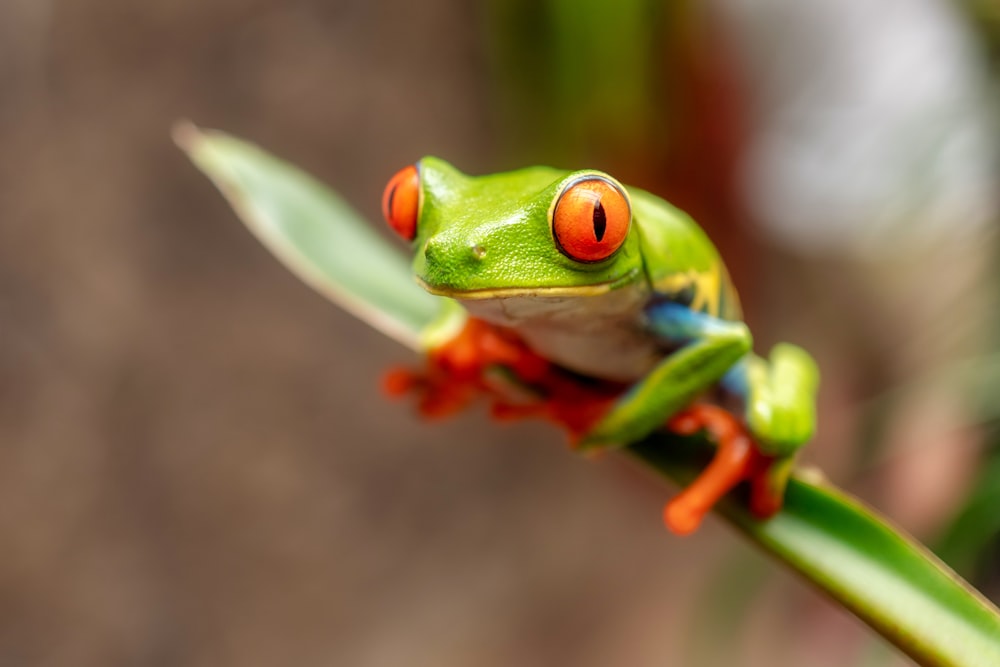 녹색 개구리의 얕은 초점 사진