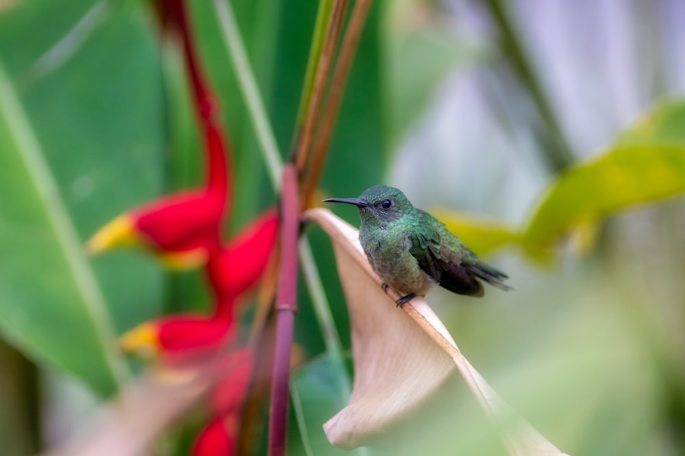 green bird close-up photography