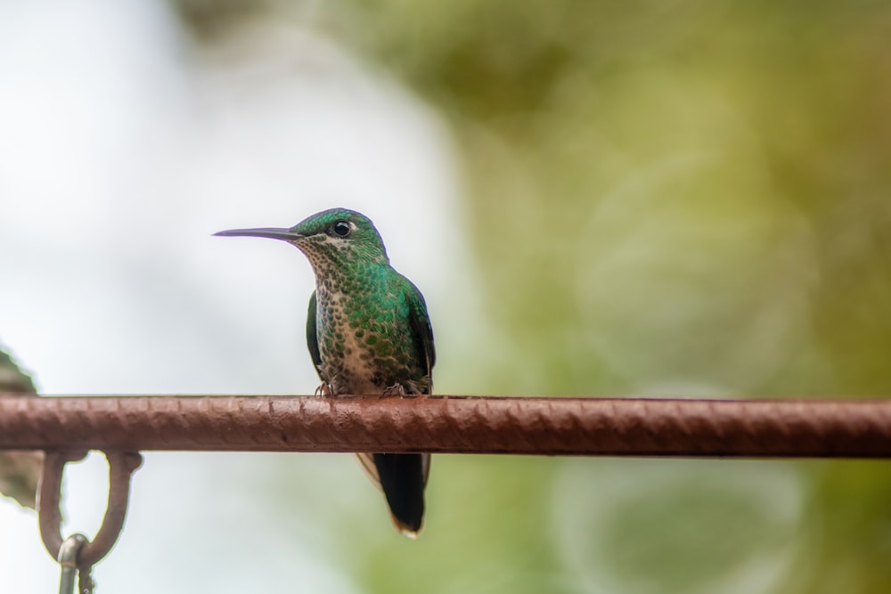 green hummingbird on metal rod