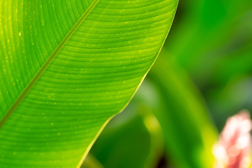 closeup photo of green leaf