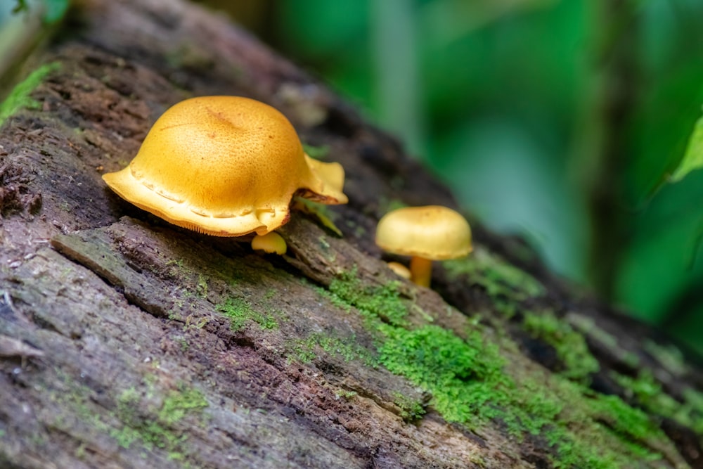 brown mushroom on tree