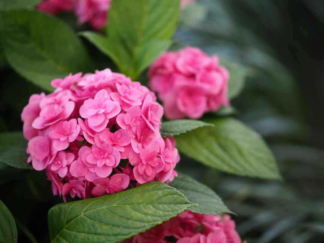 pink hydrangeas flower