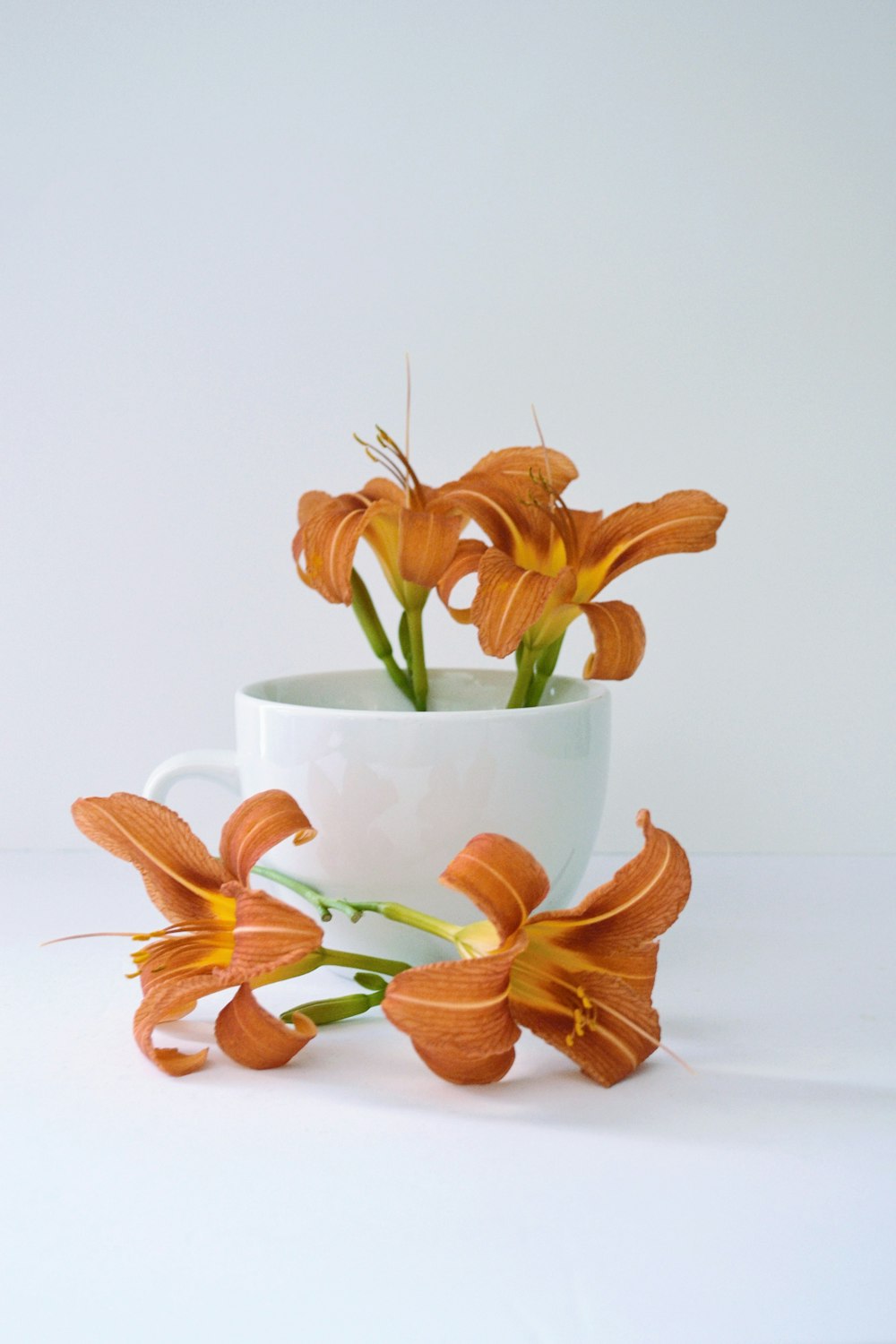 orange petaled flower