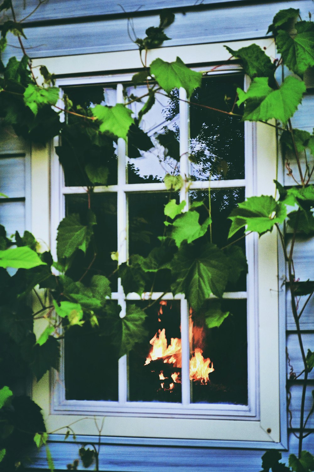 closed window with vines