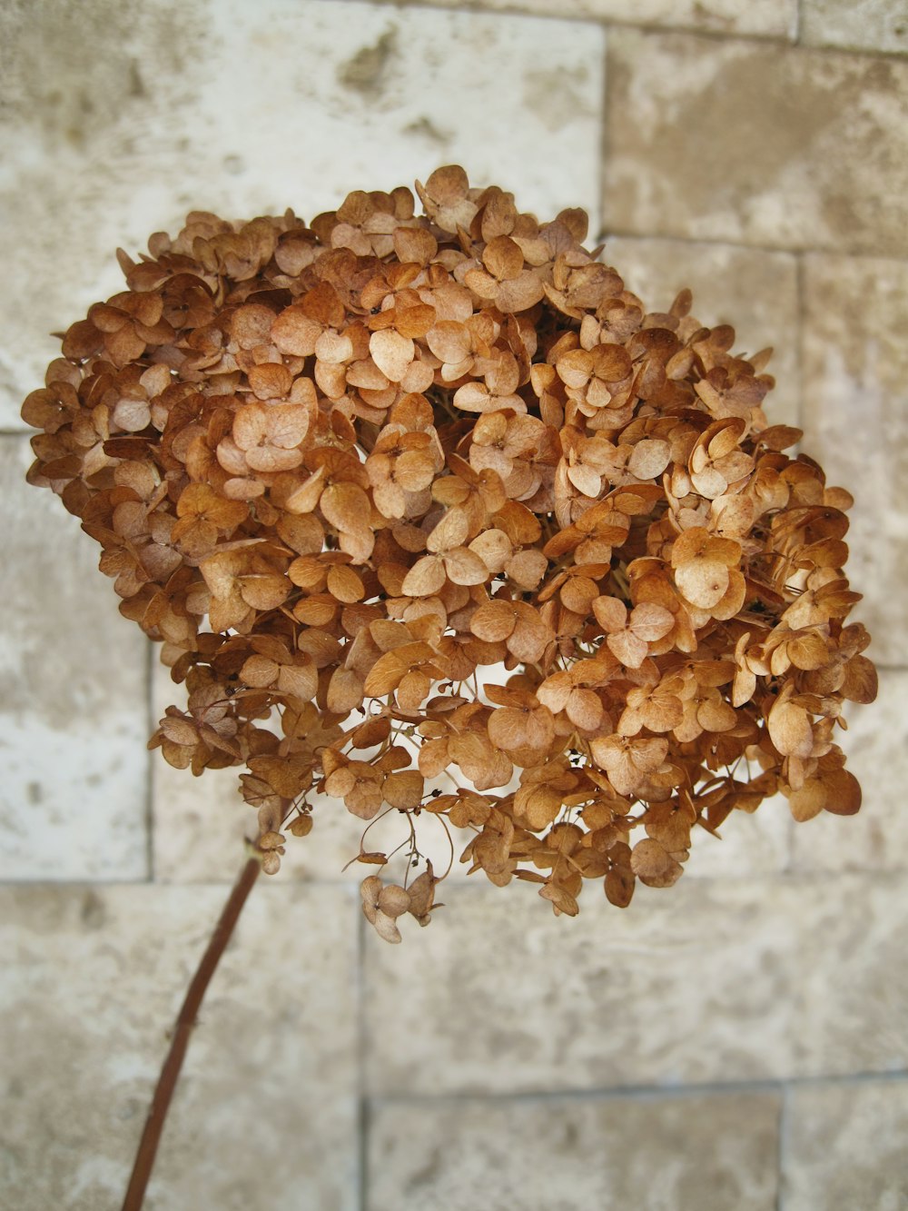 brown dried leaves