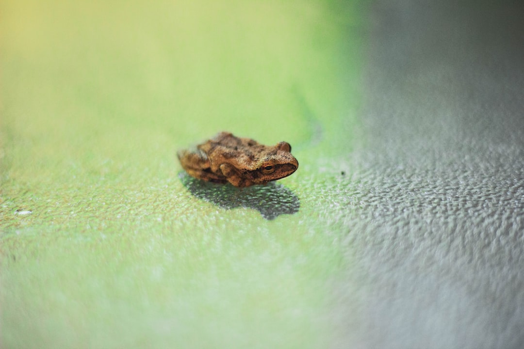 brown frog macro photography