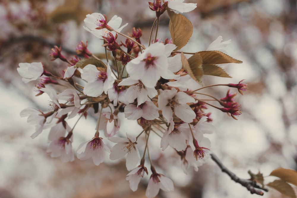 selective focus photography of white petaled flowers