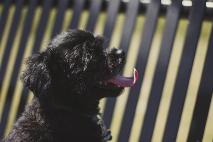 THE TAIL OF MY TOY POODLE