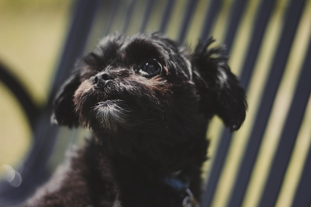 Photographie de mise au point de chien noir