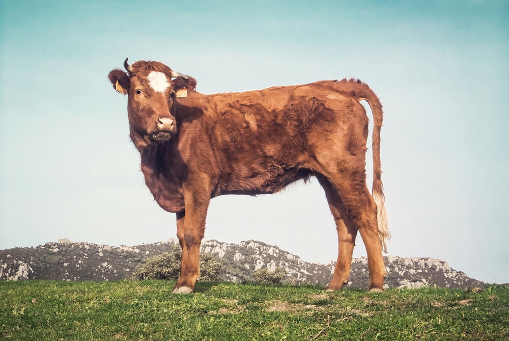 brown cattle