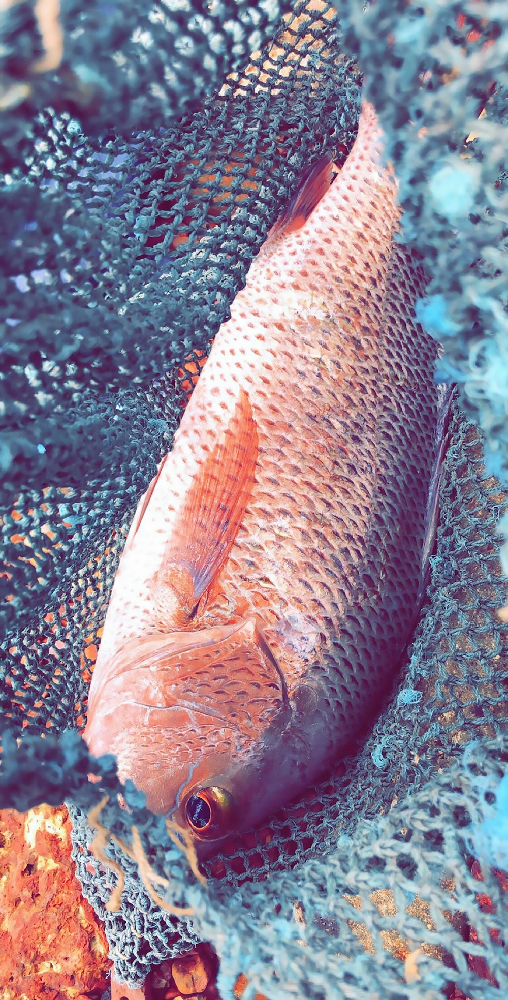 gray and red fish