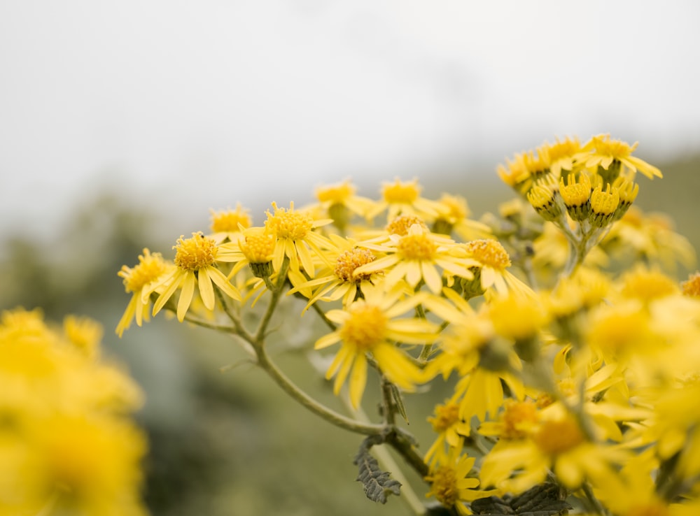 yellow petaled flowers